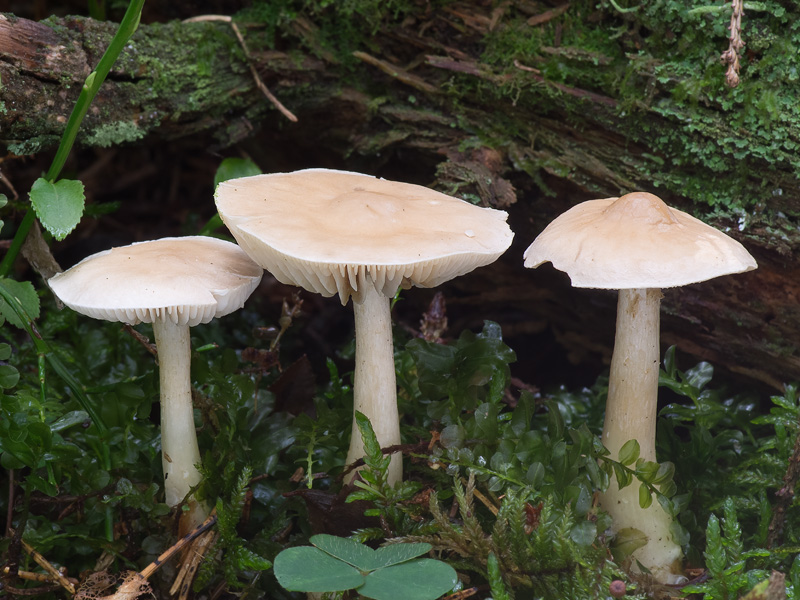 Tricholoma inamoenum